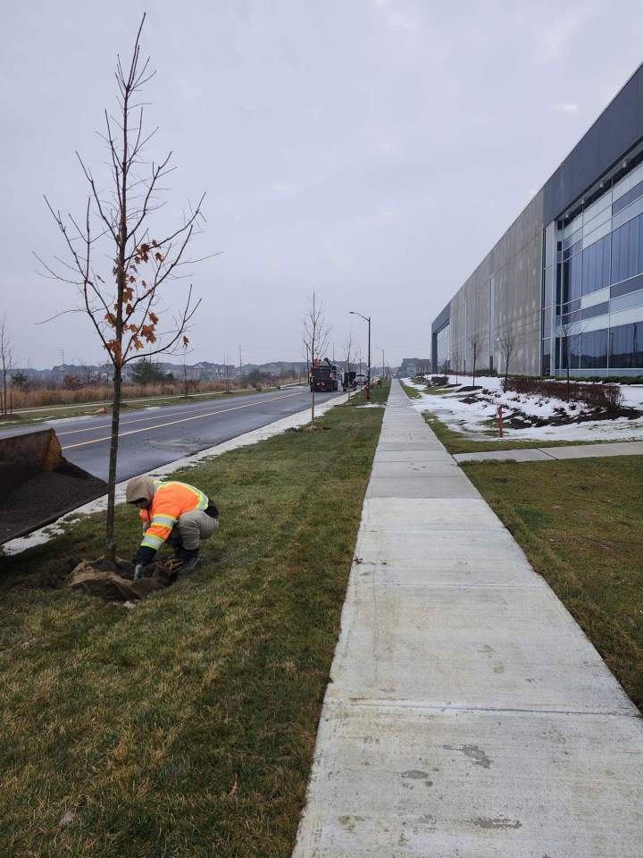 Tree planting for dg group brampton